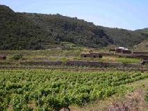 vitepantelleria